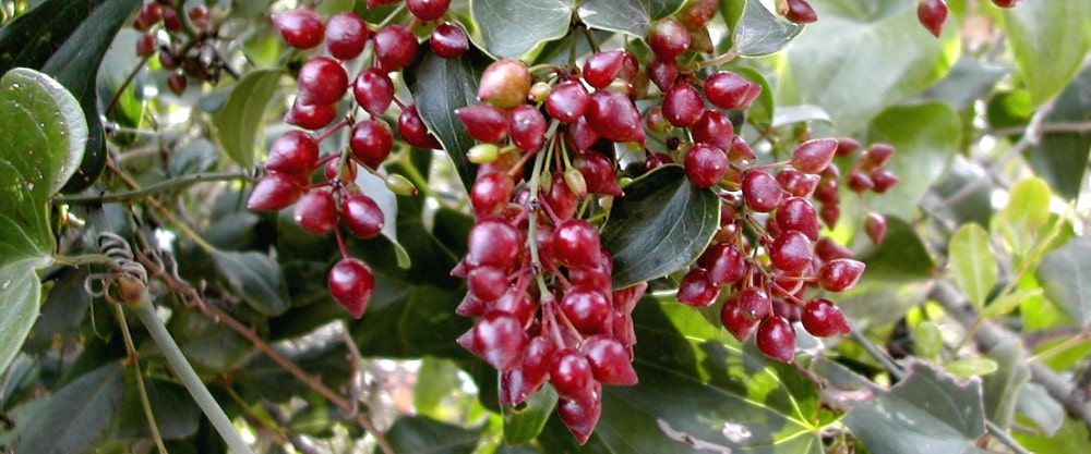 Sarsaparilla