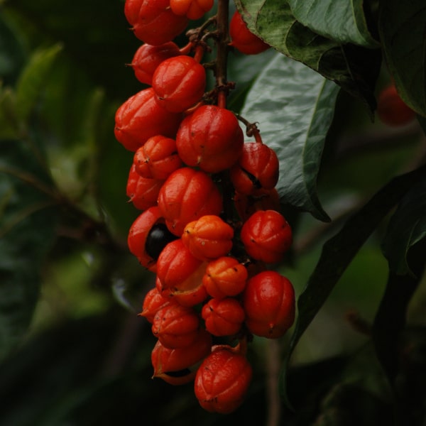 Guarana - ο διεγερτικός ξάδελφος του yerba mate