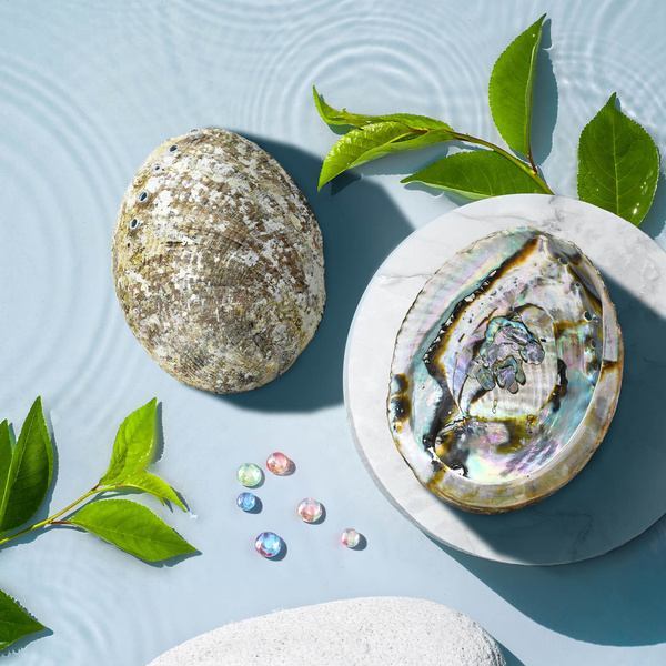 Abalone Shell - Θυμιατήρι θυμιάματος