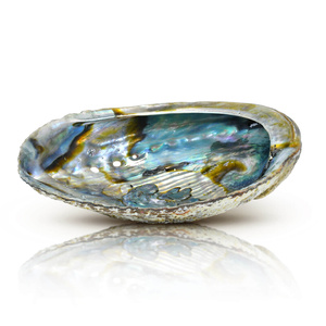 Abalone Shell - Θυμιατήρι θυμιάματος